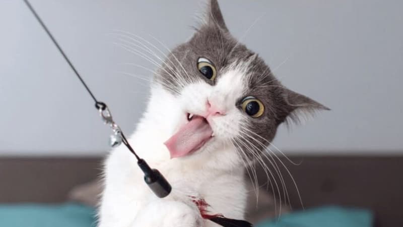 Hình ảnh meme hot mới nhất