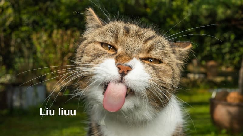 Hình ảnh meme hot mới nhất