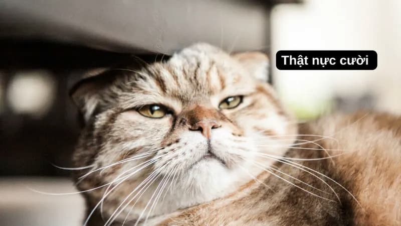 Lý do hình ảnh meme hài hước được ưa chuộng