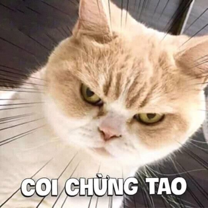 Meme avatar hài bựa
