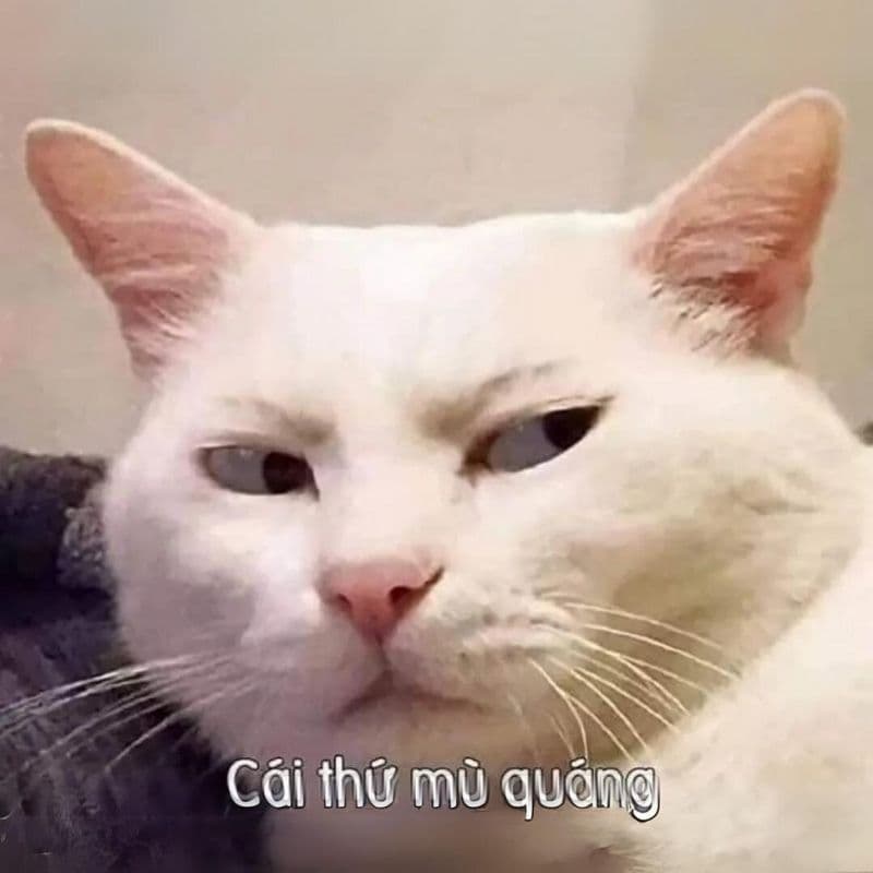 Meme avatar hài bựa