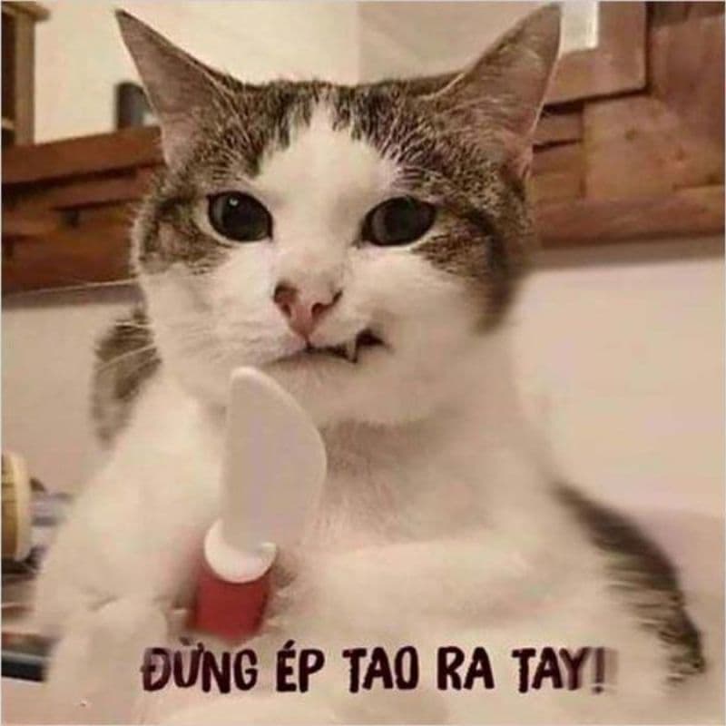 Meme avatar hài bựa