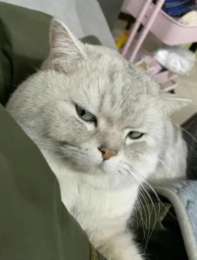 Meme liếc mắt của thú cưng