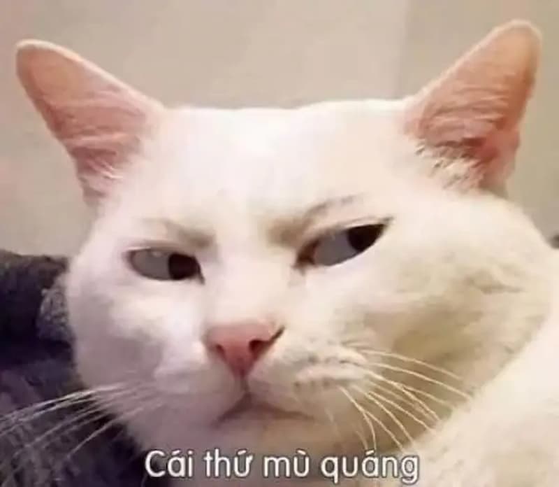 Meme liếc mắt của thú cưng