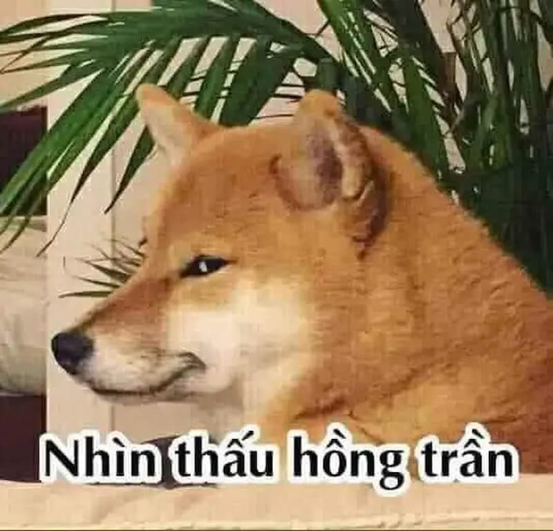 Meme liếc mắt của thú cưng