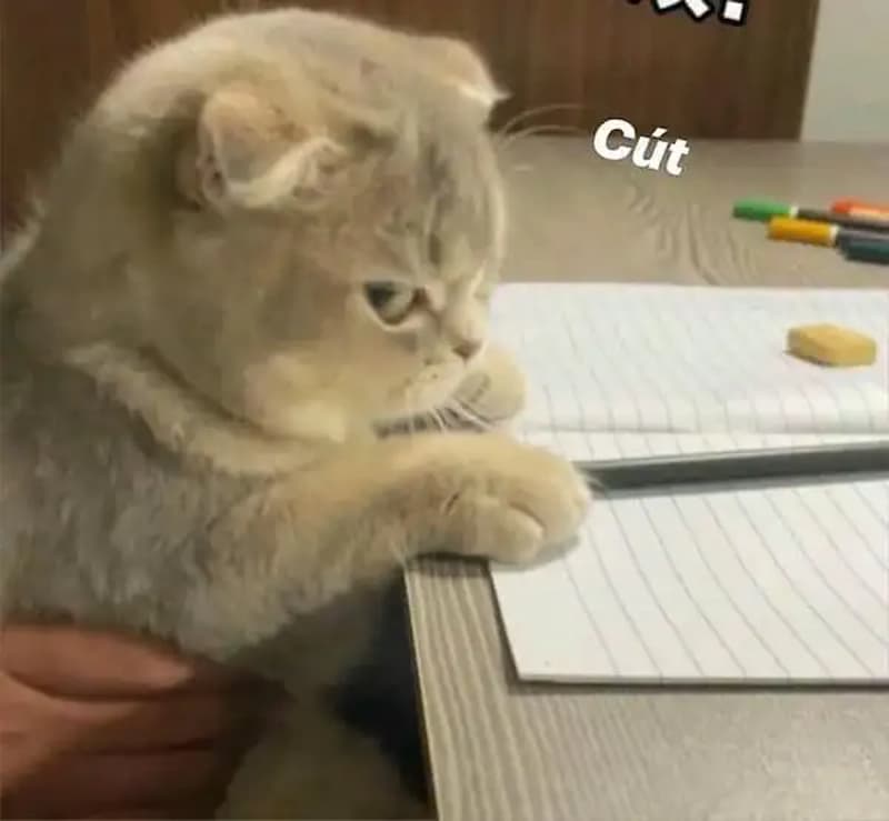 Meme liếc mắt của thú cưng