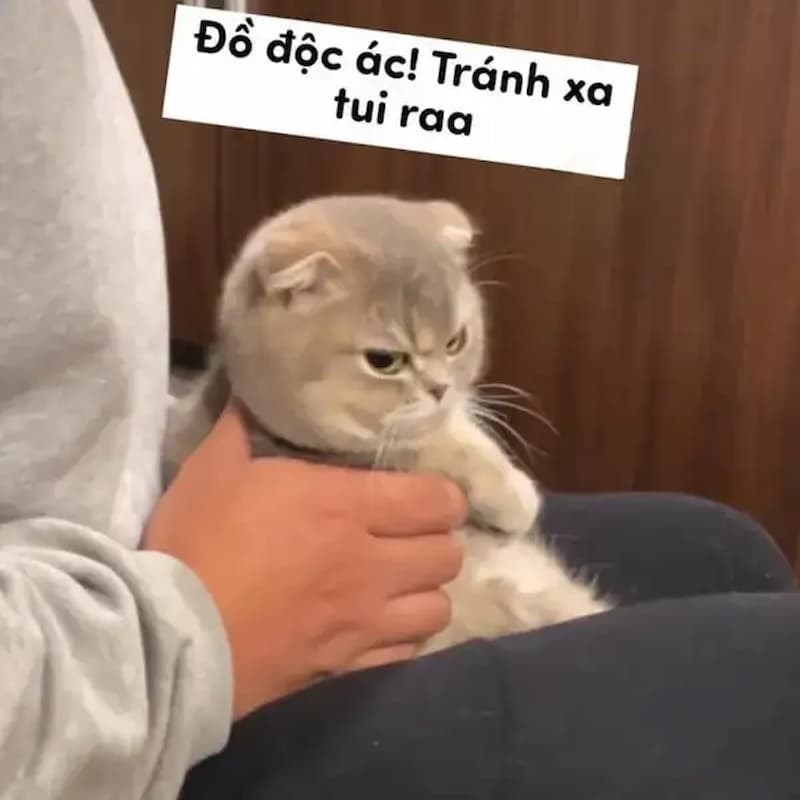 Meme liếc mắt của thú cưng