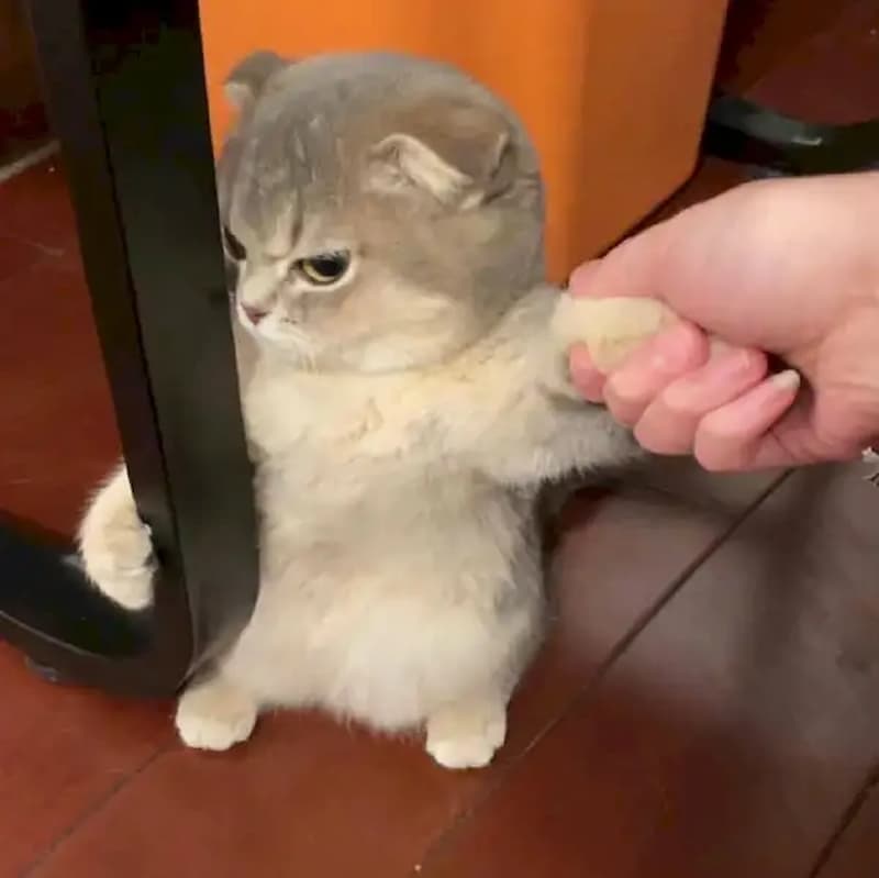 Meme liếc mắt của thú cưng