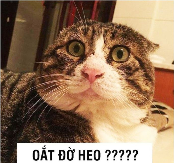 Tổng hợp ảnh meme bất lực hài hước nhất