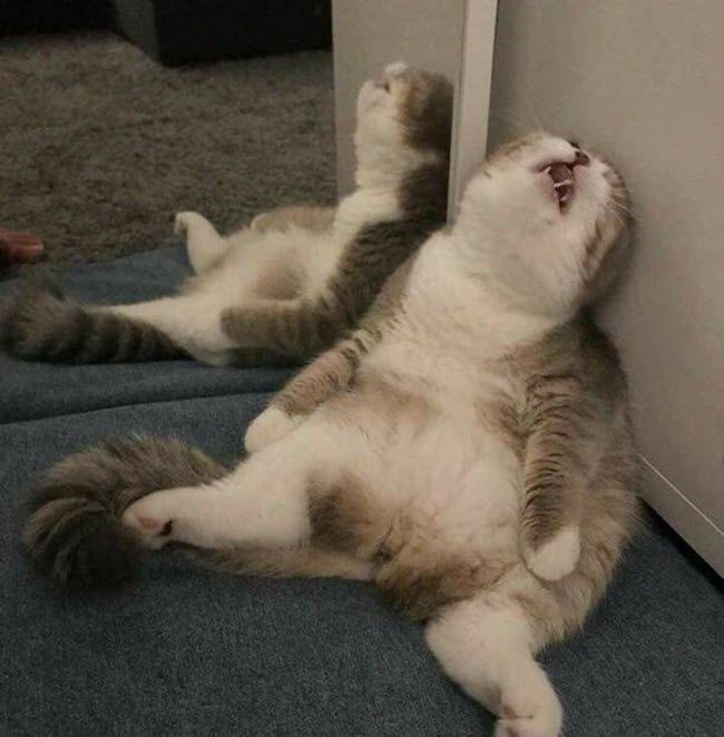 Tổng hợp ảnh meme bất lực hài hước nhất
