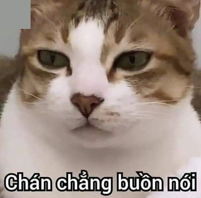 Tổng hợp ảnh meme bất lực hài hước nhất