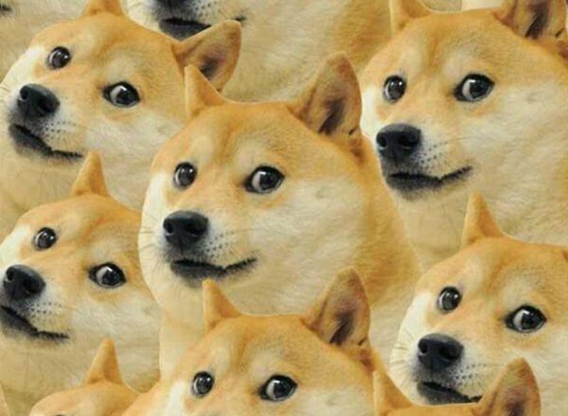 Tổng hợp Hình meme chó hài hước