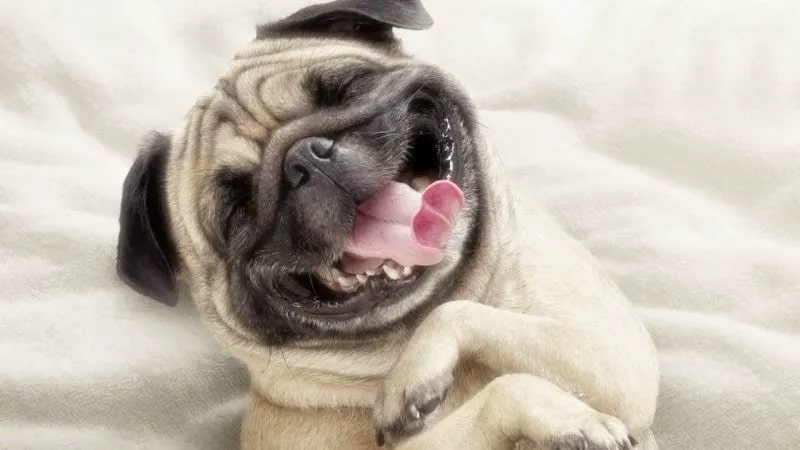 Tổng hợp Hình meme chó hài hước