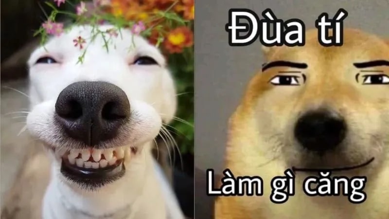 Tổng hợp Hình meme chó hài hước