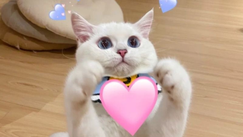 Tổng hợp Hình meme chó hài hước