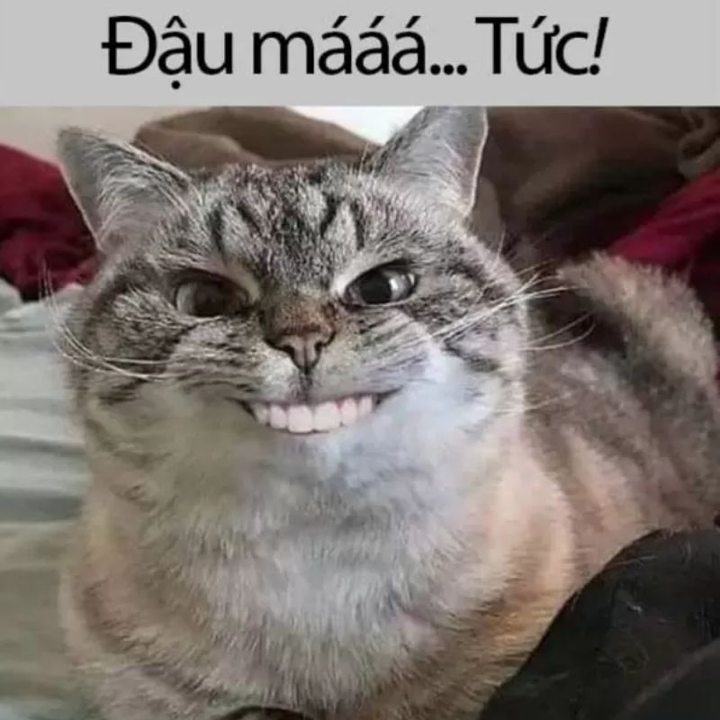 Tổng hợp Hình meme mèo hước
