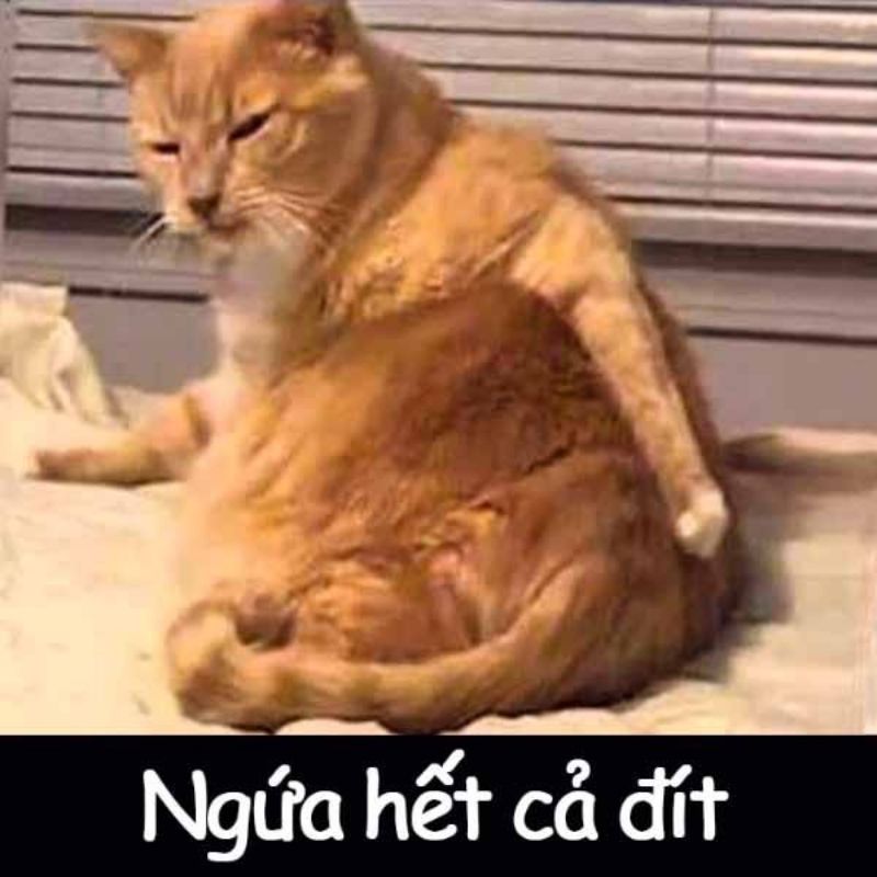 Tổng hợp Hình meme mèo hước