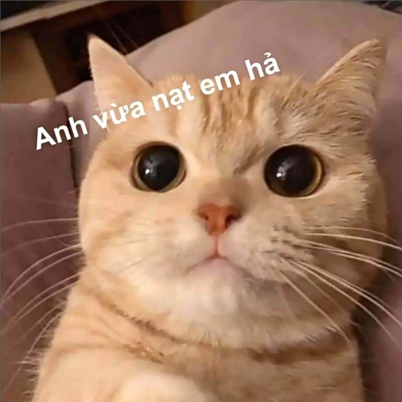 Tổng hợp Hình meme mèo hước