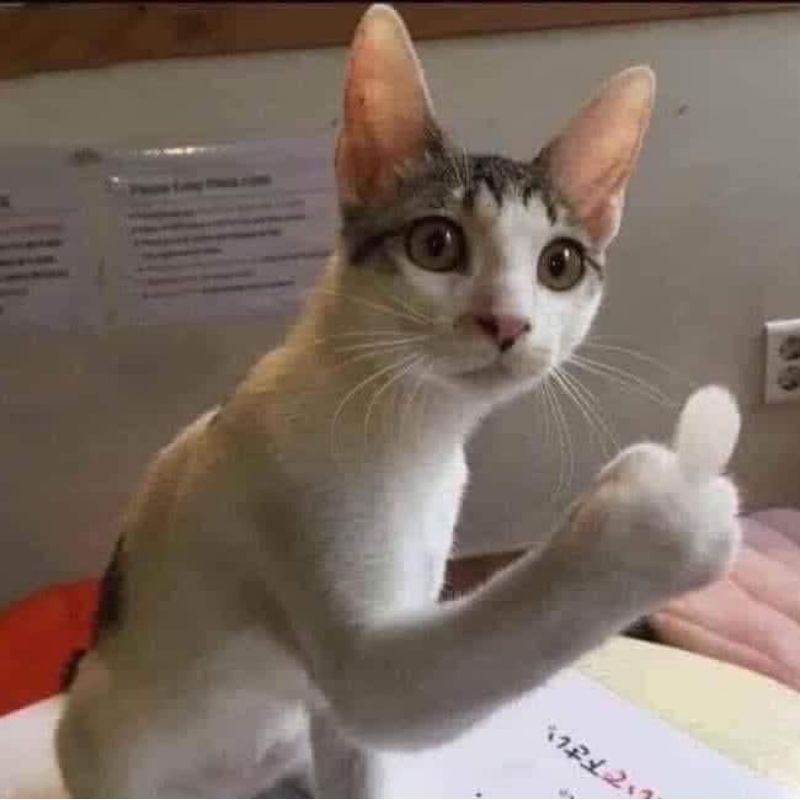 Tổng hợp Hình meme mèo hước