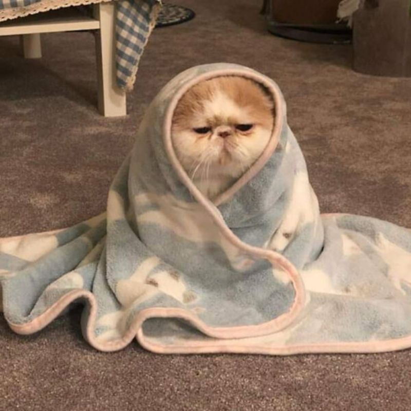 Tổng hợp Hình meme mèo hước