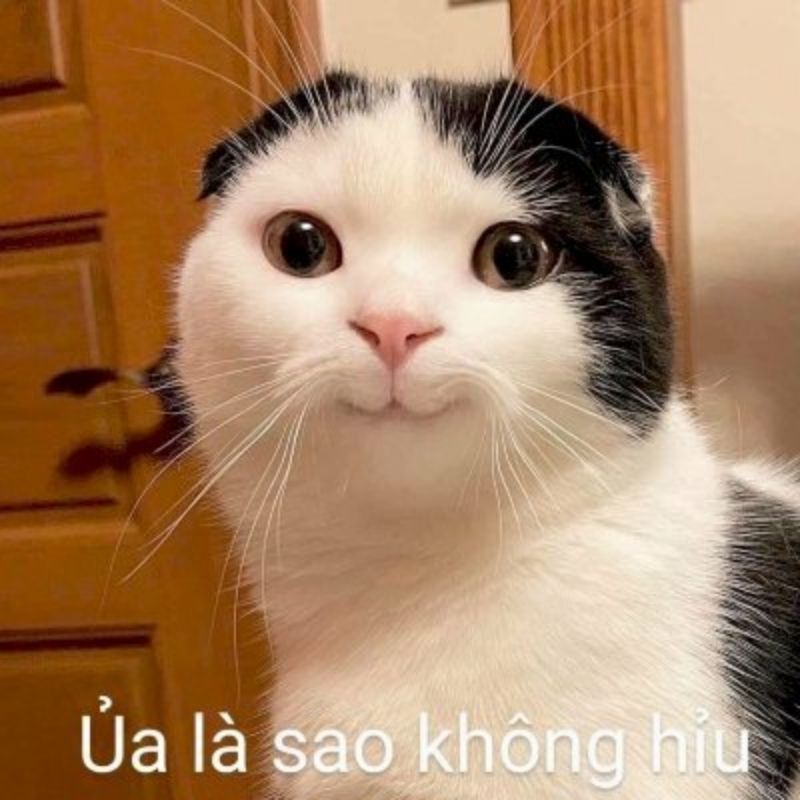Tổng hợp Hình meme mèo hước