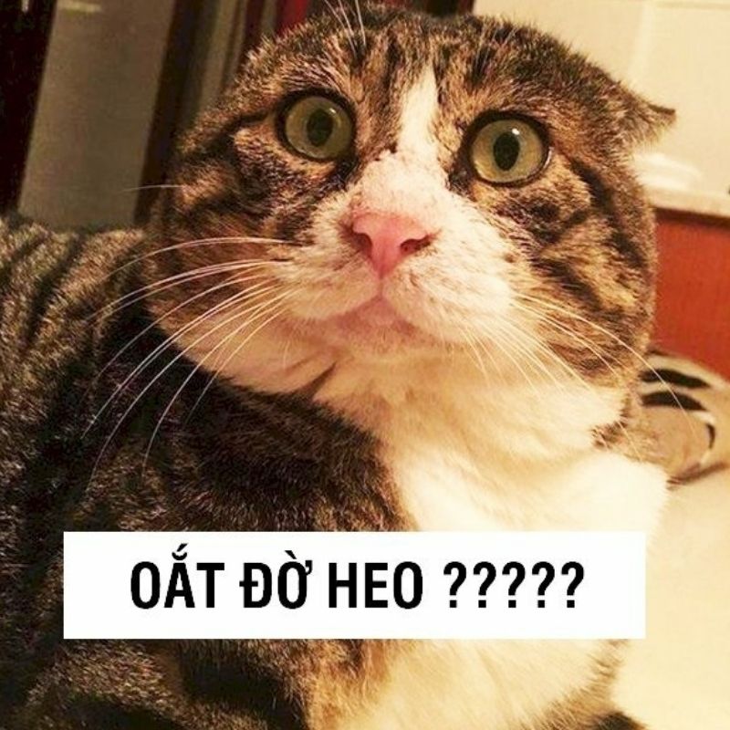 Tổng hợp Hình meme mèo hước