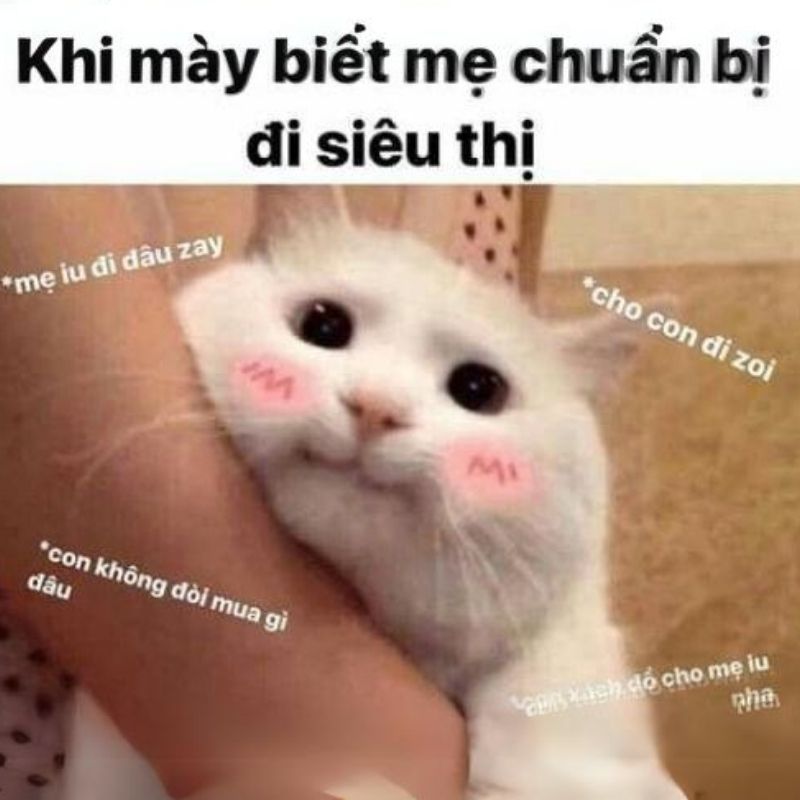Tổng hợp Hình meme mèo hước