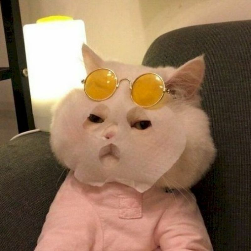 Tổng hợp Hình meme mèo hước