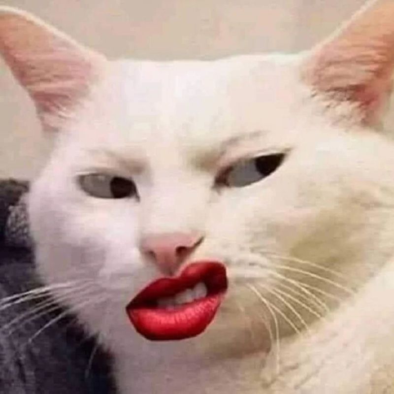Tổng hợp Hình meme mèo hước