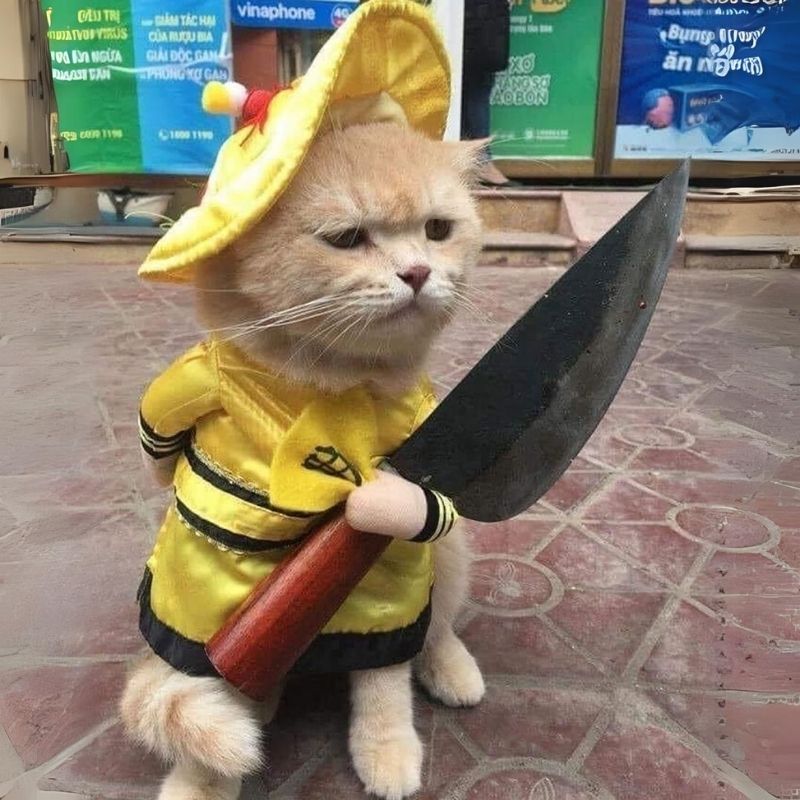 Tổng hợp Hình meme mèo hước