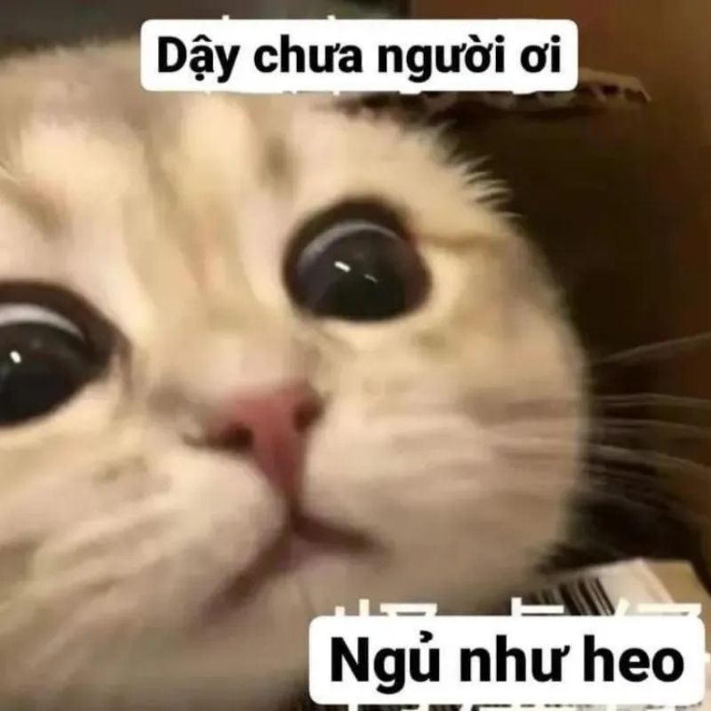 Tổng hợp Hình meme mèo hước